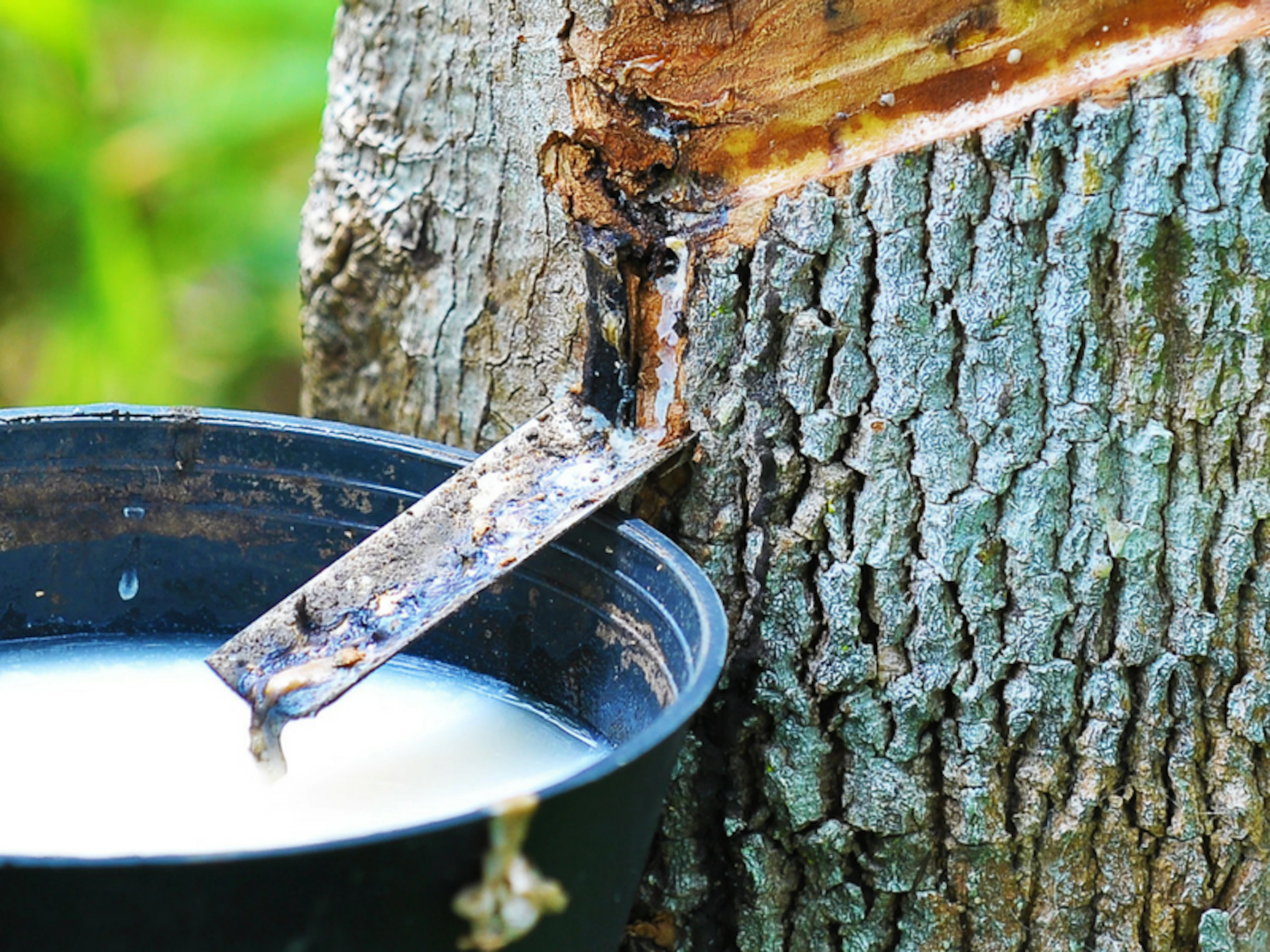 Everything you need to know about the rubber tree plant