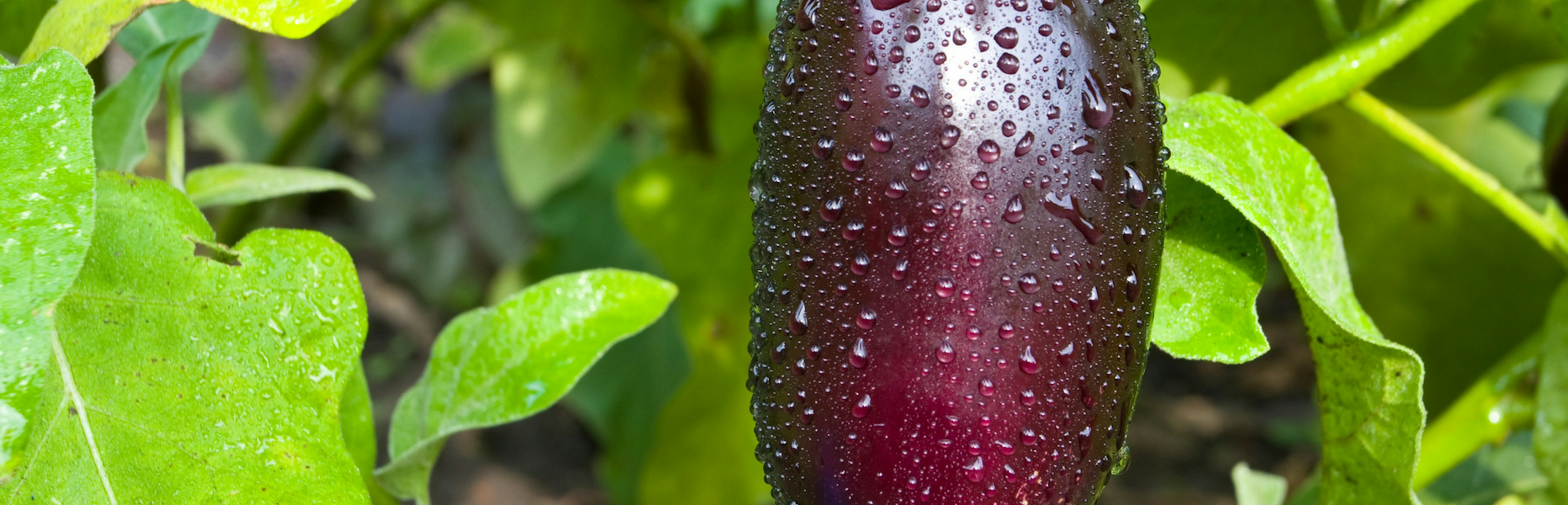 Benefits Of Eggplant