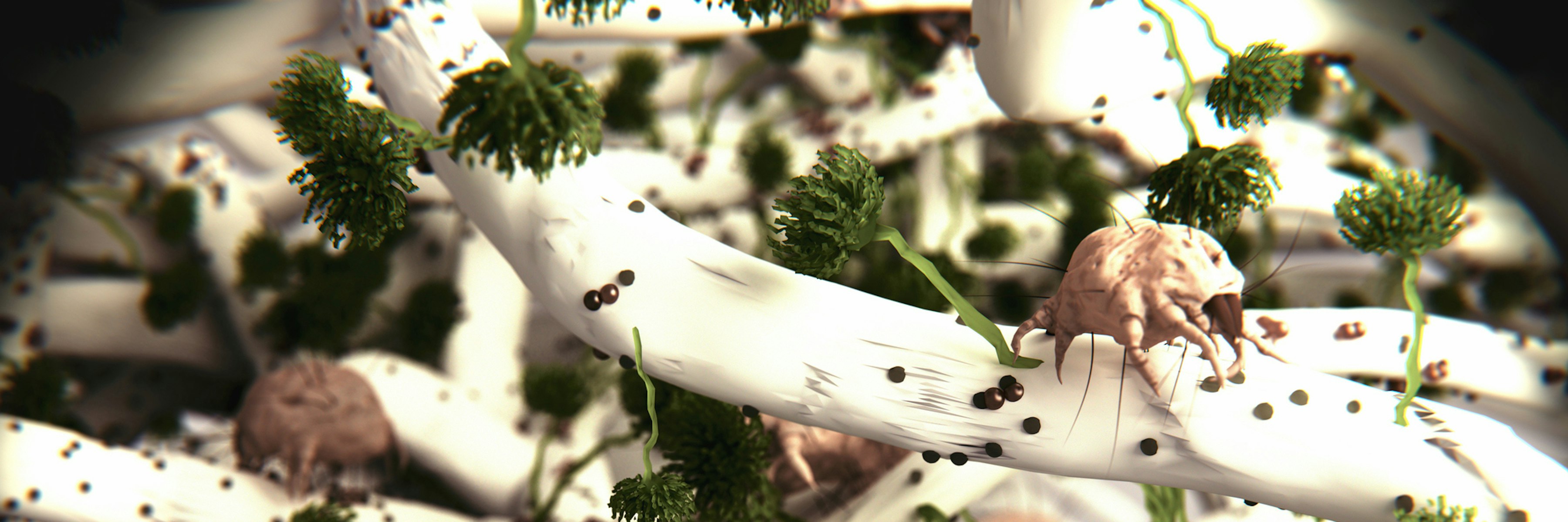 Dust Mites All You Need To Know About Dust Mites