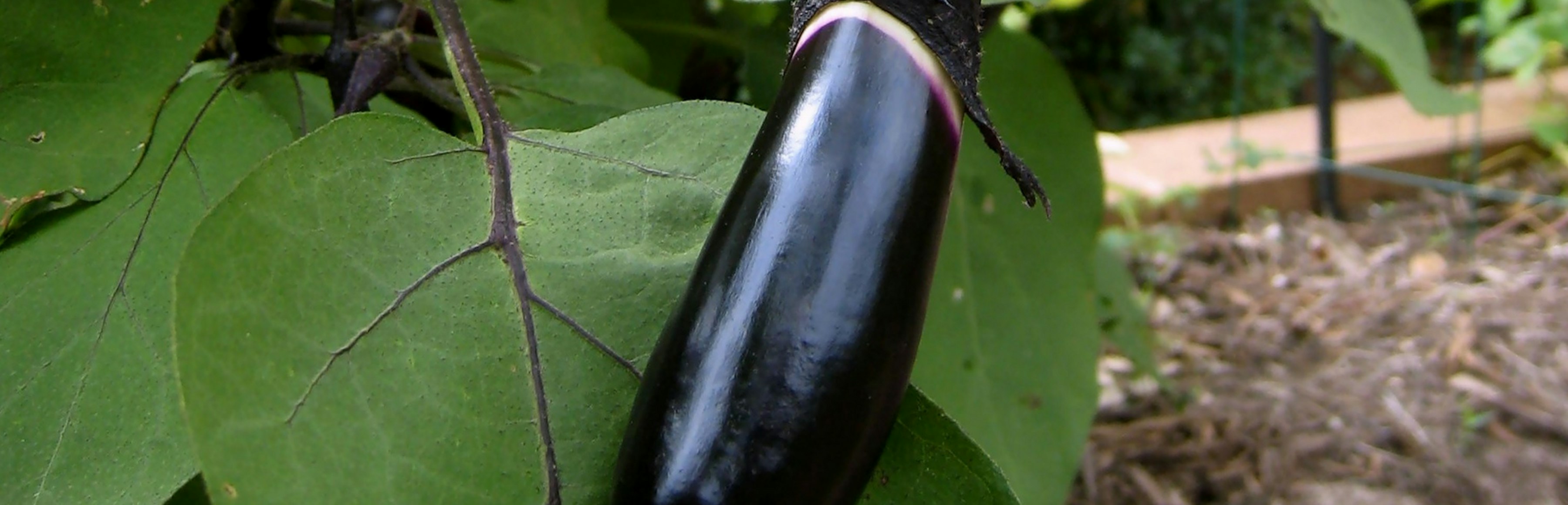 Nutritional Value Of Eggplant