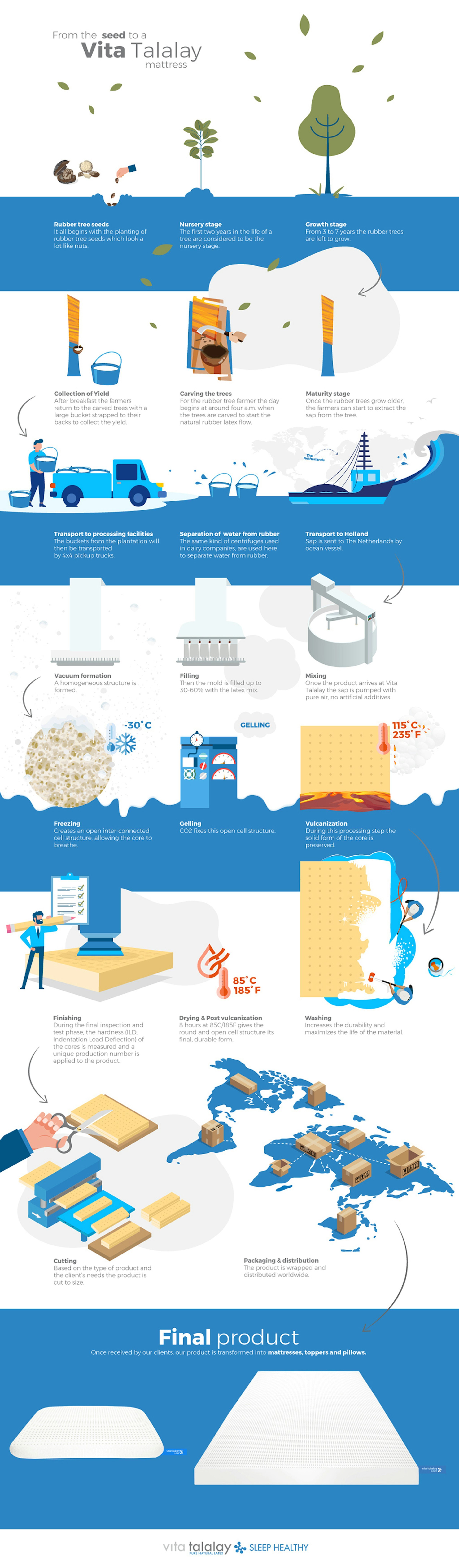 Talalay Latex Production Cycle Infographic